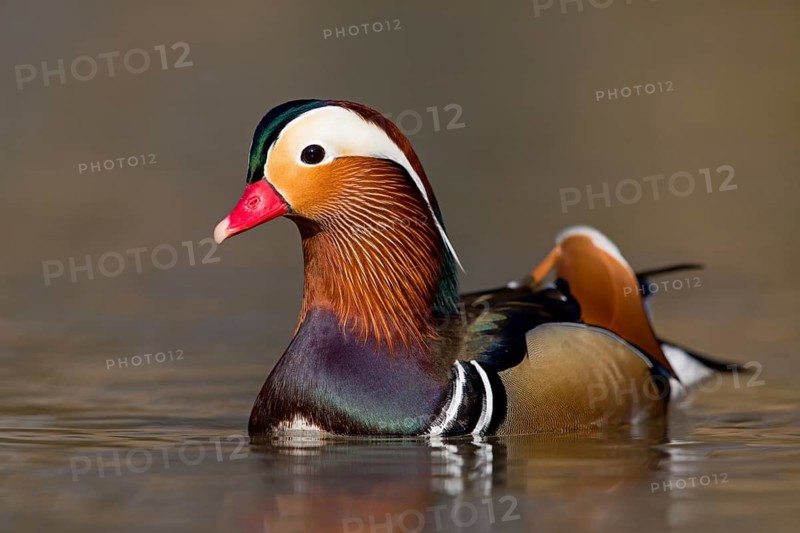 Mandarin duck, (Aix galericulata), animals, birds, duck birds, male, drake, forest park, Mannheim, Baden-Württemberg, Federal Republic of Germany