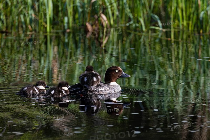 Common goldeneye (Bucephala clangula), female with three chicks swimming on a river, Sanginjoki Nature Reserve, Northern Ostrobothnia, Finland