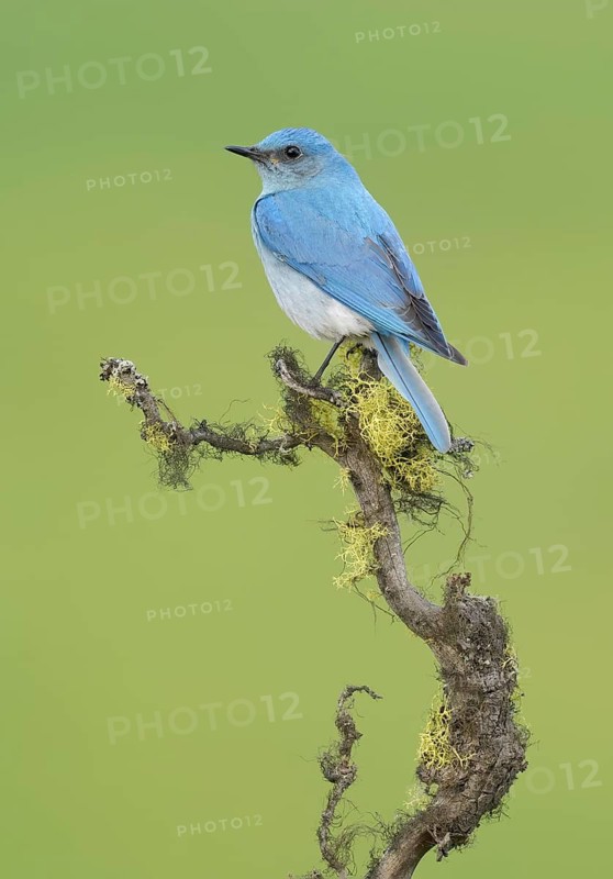 Mountain Bluebird (Sialia currucoides) male perched on a branch, British Columbia, Canada