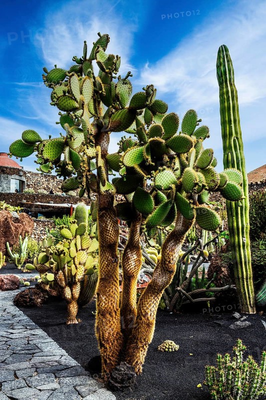 Jardin de Cactus with more than 10,000 cacti by Cesar Manrique, Guatiza, Lanzarote, Canary Islands, Spain