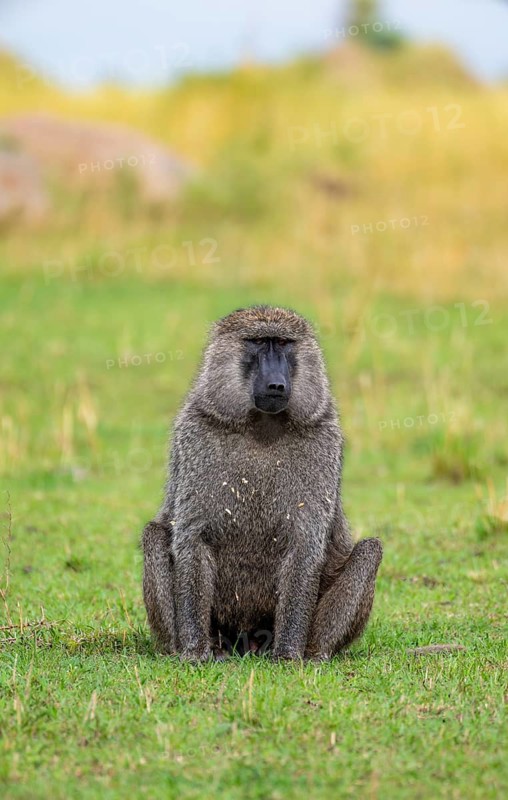 Anubis baboon or green baboon (Papio anubis) sitting in the grass, male, Murchison Falls National Park, Western Region, Uganda