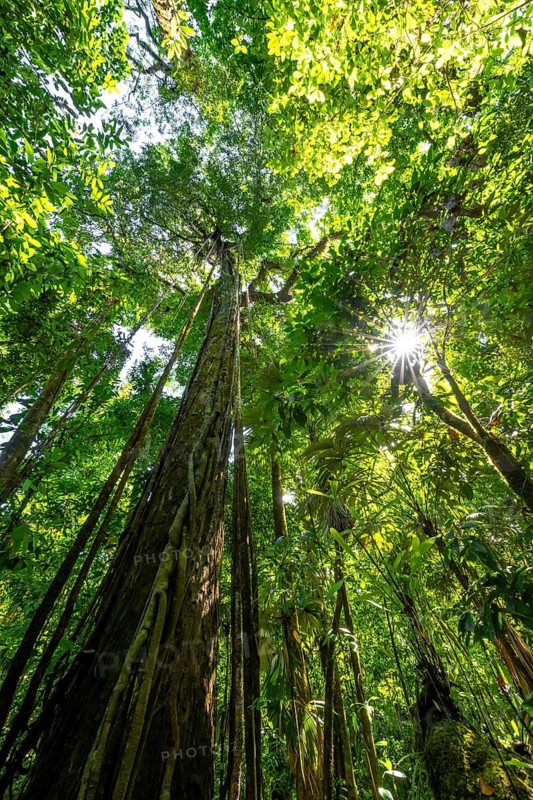 Dense vegetation in the tropical rainforest, roots of a strangler fig on a tree, view upwards, Sun Star, Corcovado National Park, Osa, Puntarena Province, Costa Rica