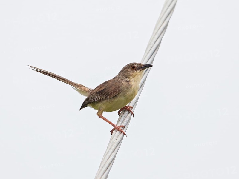 Jungle Prinia (Prinia sylvatica), Sri Lanka