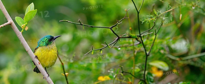 Forest Sunbird, (Anthodiaeta collaris), (Anthreptes collaris), animals, birds, perching, honey suckers, Africa, iSimangaliso Wetland Park, St. Lucia, KwaZulu-Natal, South Africa