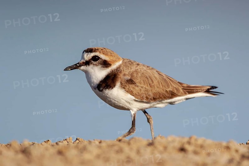 Kentish Plover (Charadrius alexandrinus) male, Lesvos, Greece