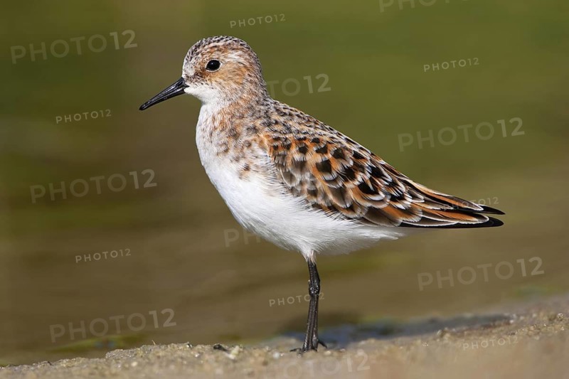 Little Stint (Calidris minuta), Schleswig-Holstein, Germany