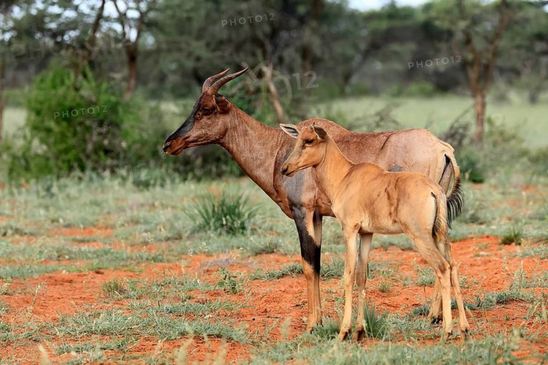 Tsessebe (Damaliscus lunatus), lyrebird, crescent moon antelope, adult, female, juvenile, Mokala National Park, Northern Cape, South Africa