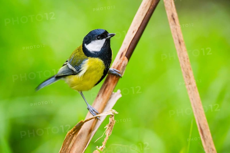 Great tit (Parus major) sitting on stem of a reed at a swamp, Bavaria, Germany