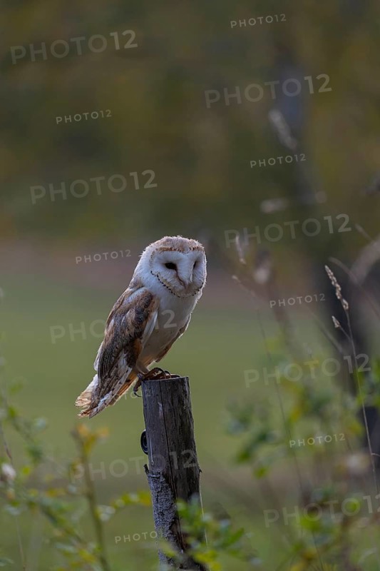 One barn owl (Tyto alba) sitting on a fence post in late evening light. Some fall foliage in the background