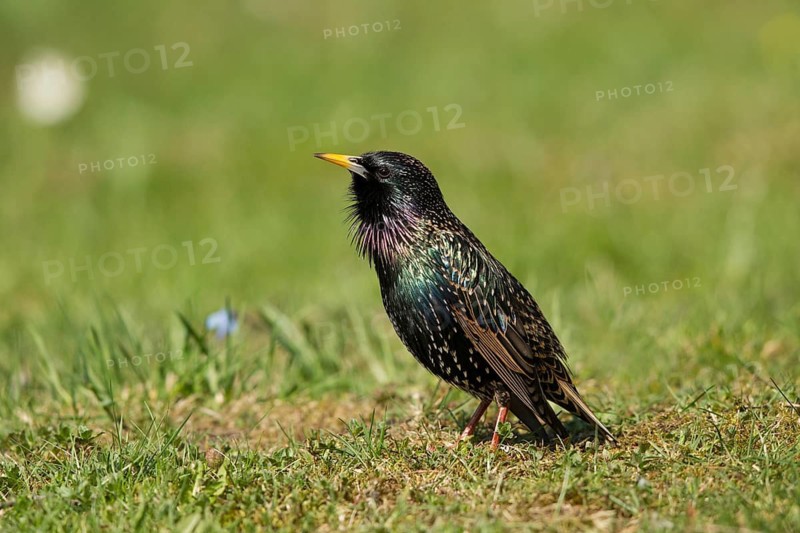 Common Starling (Sturnus vulgaris) male, Bavaria, Germany