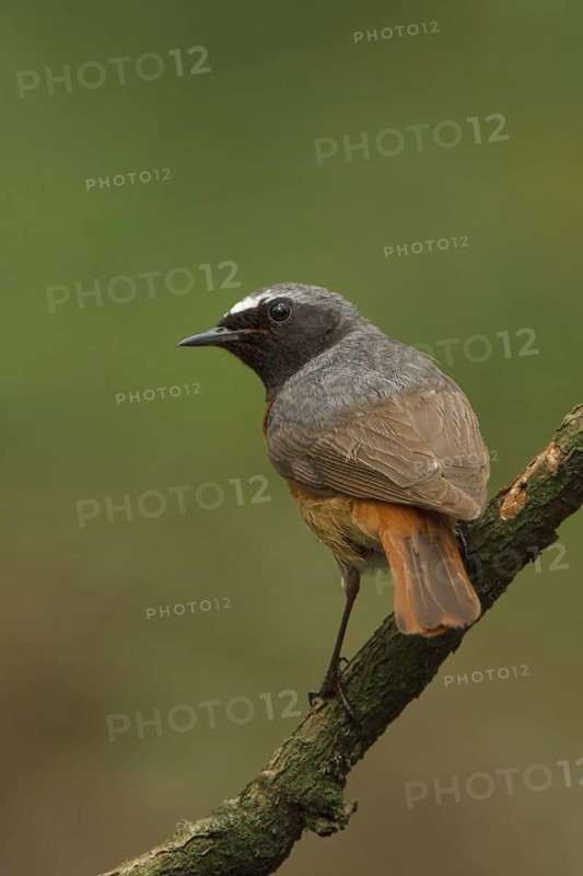 Common Redstart (Phoenicurus phoenicurus) male, Netherlands