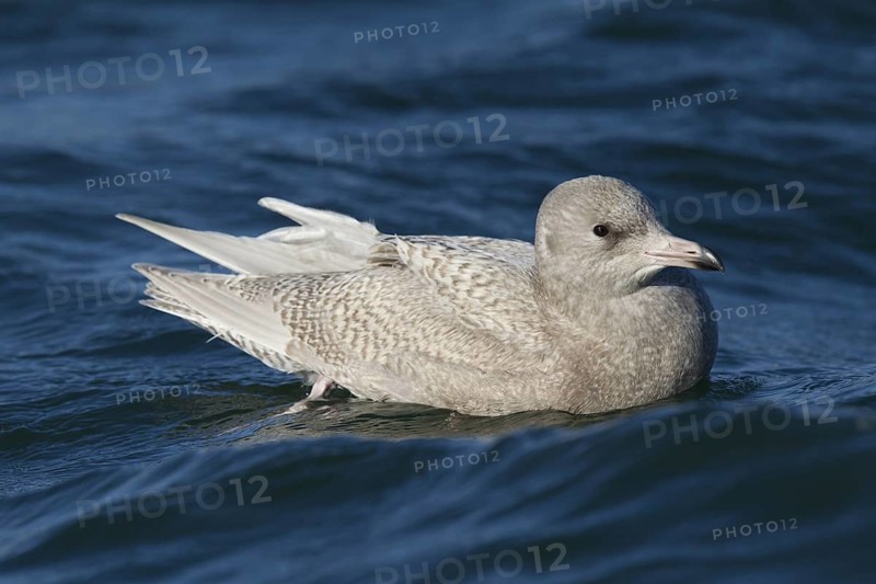 Glaucous Gull (Larus hyperboreus), North Sea, Germany