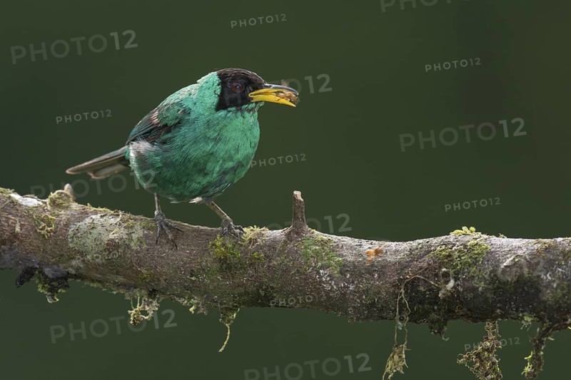 Green Honeycreeper (Chlorophanes spiza) male, Costa Rica