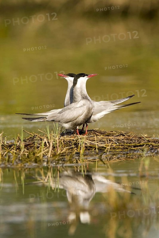 Whiskered Tern (Chlidonias hybrida) mating, Castile-La Mancha, Spain