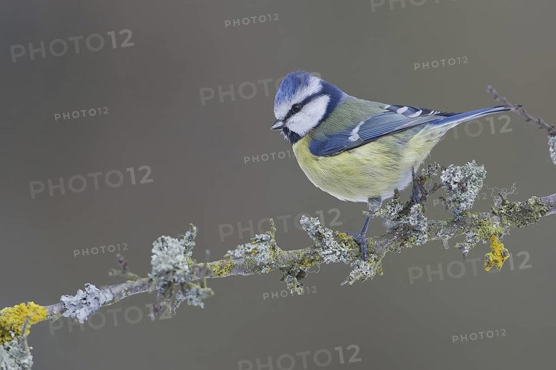 Eurasian Blue Tit (Cyanistes caeruleus), Saxony, Germany
