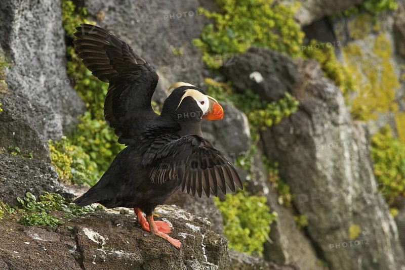 Tufted Puffin (Fratercula cirrhata), Alaska, USA