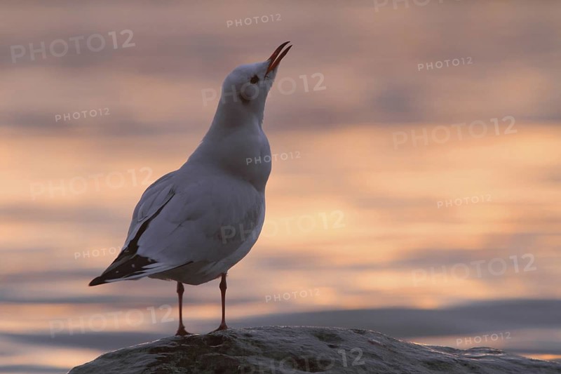 Black-headed Gull (Chroicocephalus ridibundus), North Rhine-Westphalia, Germany