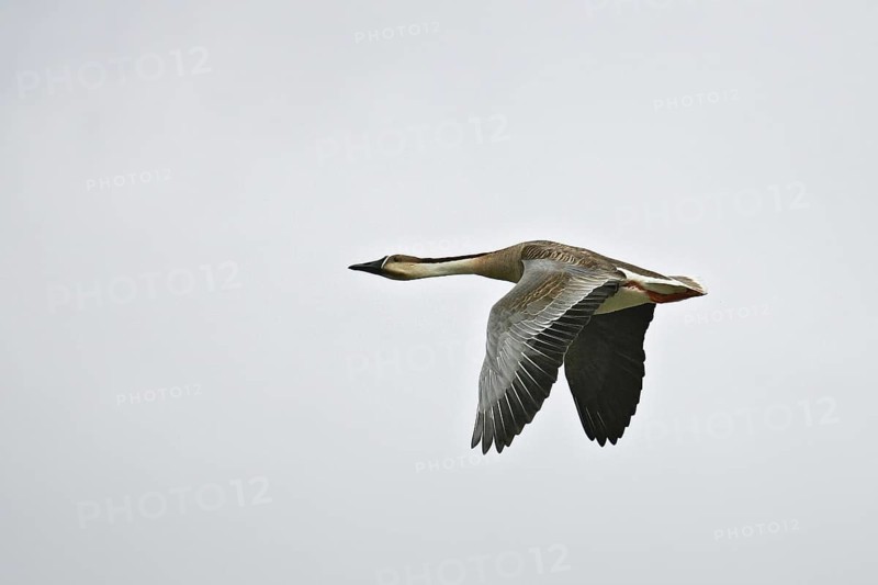 Swan Goose (Anser cygnoides) flying, Buir Lake, Mongolia