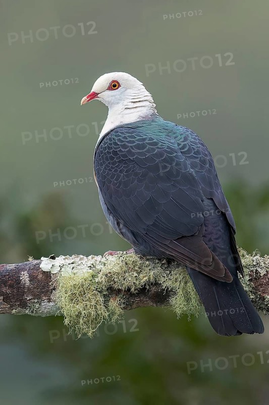 White-headed Pigeon (Columba leucomela) perched on a branch in eastern Australia