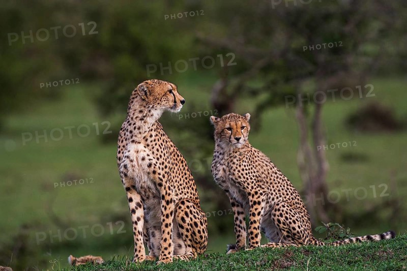 Cheetah (Panthera pardus), South Africa