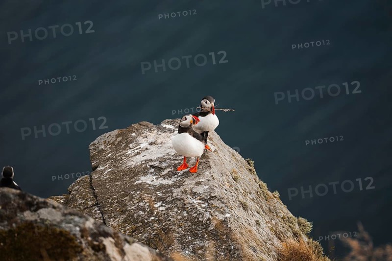 Three puffins, Fratercula arctica, perched on a rocky cliff in Norway, set against a serene ocean backdrop, symbolizing the essence of a Scandinavian road trip focused on outdoor exploration and nature