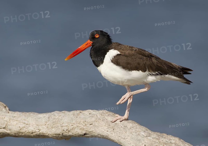 American Oystercatcher (Haematopus palliatus), Florida, USA