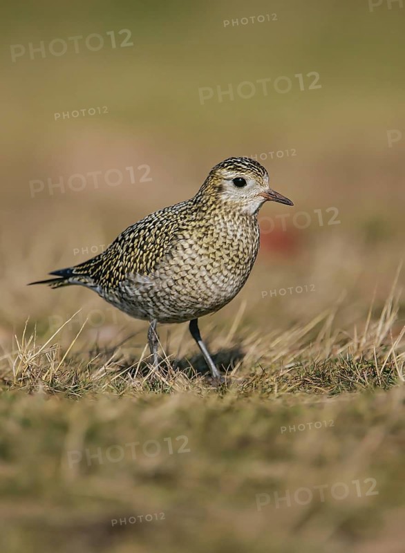 European Golden Plover (Pluvialis apricaria), Schleswig-Holstein, Germany