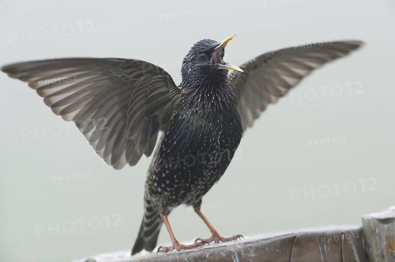 Common Starling (Sturnus vulgaris) singing, Saxony, Germany