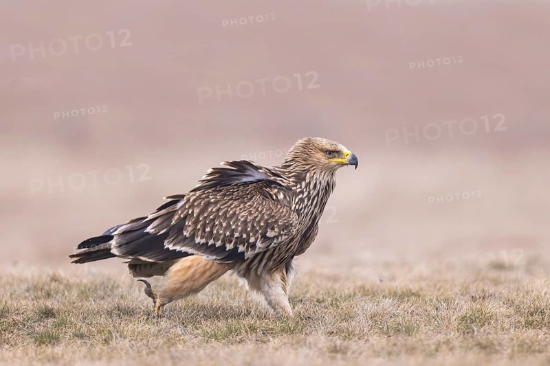 Eastern Imperial Eagle (Aquila heliaca) juvenile, Hungary