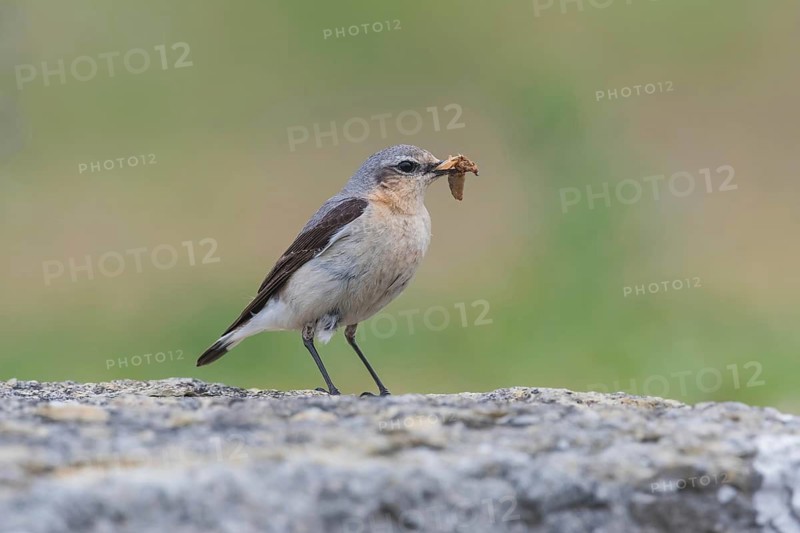 Steinschmätzer (Oenanthe oenanthe) Northern Wheatear