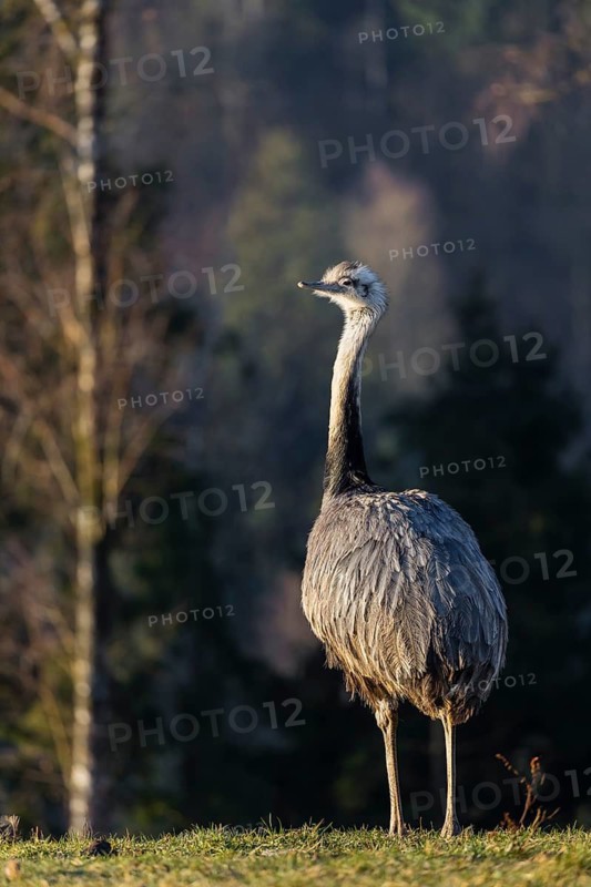 One greater rhea, Rhea americana, stands on a green meadow