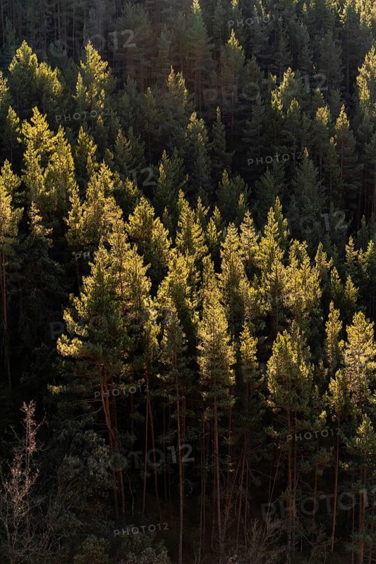 A serene view of pine trees bathed in the golden light of sunset, highlighting the lush greenery of a dense, rural forest