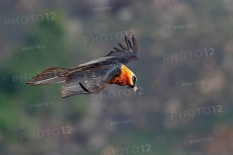 Bearded vulture, bearded vulture (Gypaetus barbatus), Gypaetus barbatus meridionalis, Giant's Castle Hide, Imbabazane Local Municipality, KwaZulu-Natal, South Africa