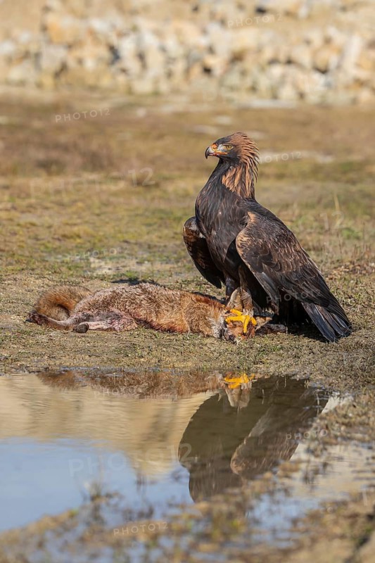 One golden eagle (Aquila chrysaetos) sitting in bright sunlight on a wet meadow, feeding on a dead fox. A reflection of the bird in a tiny puddle