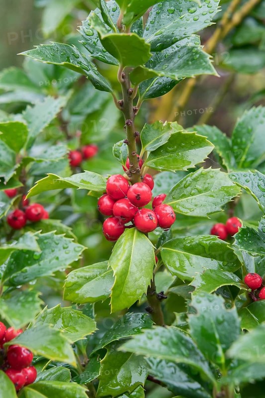 Holly (Ilex × meserveae HECKENFEE), Teaching and Research Centre for G, Germany