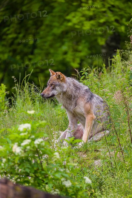 A eurasian gray wolf (Canis lupus lupus) sits on a hill in green vegetation and scratches himself with his hind leg