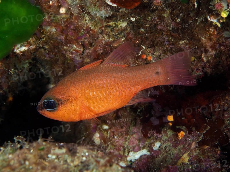 A small orange fish swims near a reef, Giens Peninsula dive site, Mediterranean Sea, Porquerolles, Provence, Côte d'Azur, France