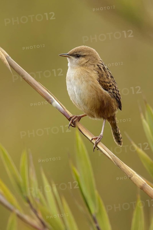 Apolinar's Wren (Cistothorus apolinari) perched on a branch in the Andes mountains in Colombia