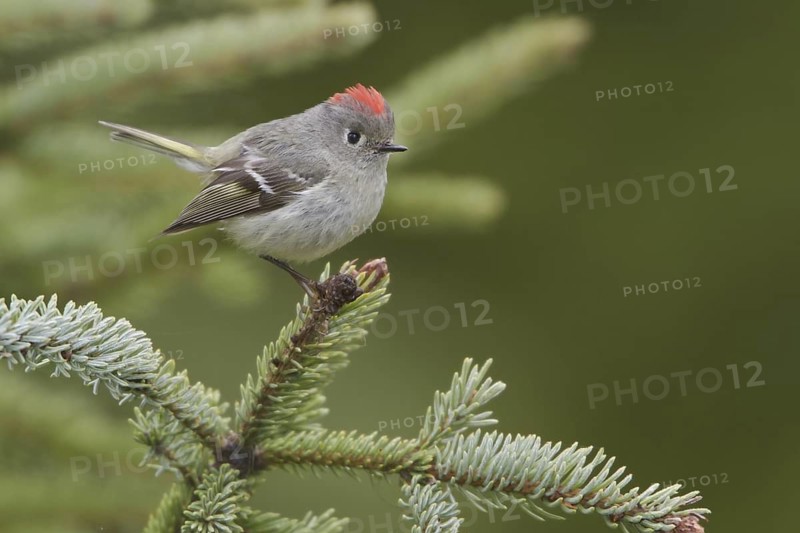 Ruby-crowned Kinglet (Regulus calendula), British Columbia, Canada