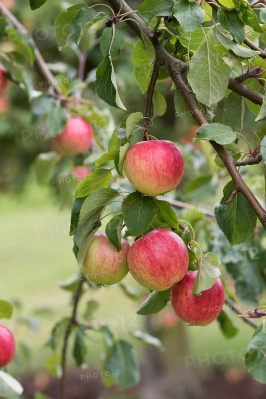 Apple (Malus domestica 'Resi'), Cambridge Botanical Garden, Germany