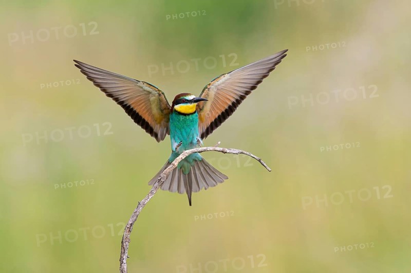 Bee-eater, (Merops apiaster), Animals, Birds, Raptor family, Perching station, Muselievo, Muselievo, Pleven, Bulgaria