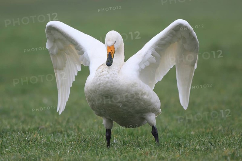 Whooper Swan (Cygnus cygnus), Netherlands