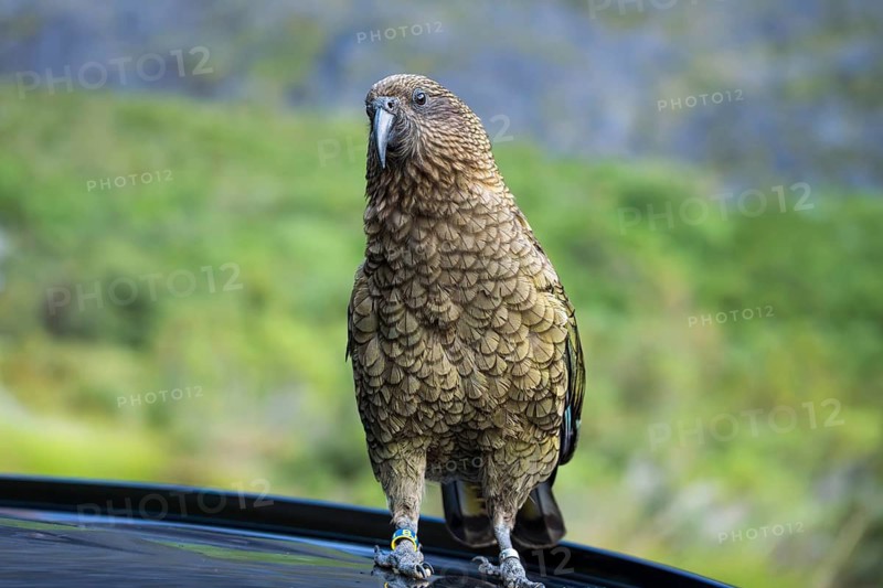 A Kea sits on a car roof. Milford Road, Fiordland National Park, Southland Region, South Island, New Zealand