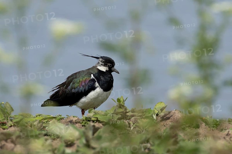 Northern lapwing (Vanellus vanellus) adult wading bird on an scrape island, RSPB Minsmere nature reserve, Suffolk, England, United Kingdom