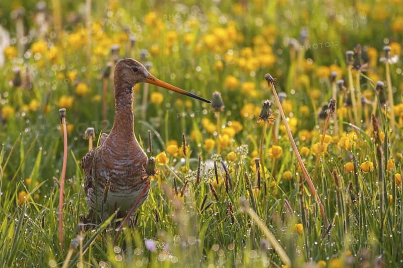 Black-tailed Godwit (Limosa limosa), Netherlands