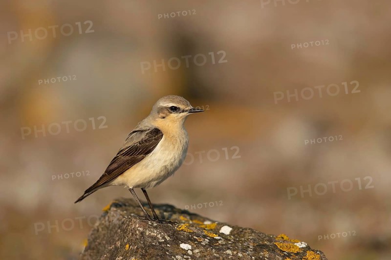 Northern Wheatear (Oenanthe oenanthe) female, Smaland, Sweden