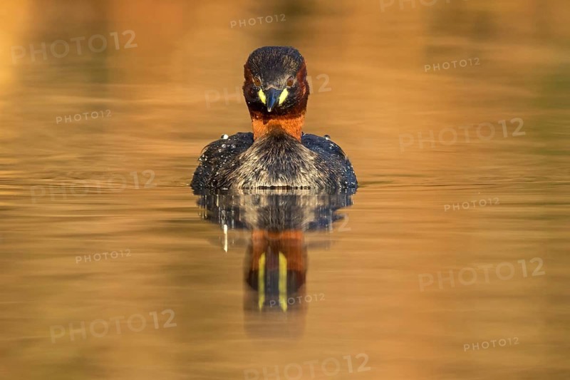 Little grebe, (Tachybaptus ruficollis), (Podiceps ruficollis), animals, birds, grebe family, swims in the water, biotope, habitat, Rosensteinpark, Stuttgart, Baden-Würrttemberg, Federal Republic of Germany