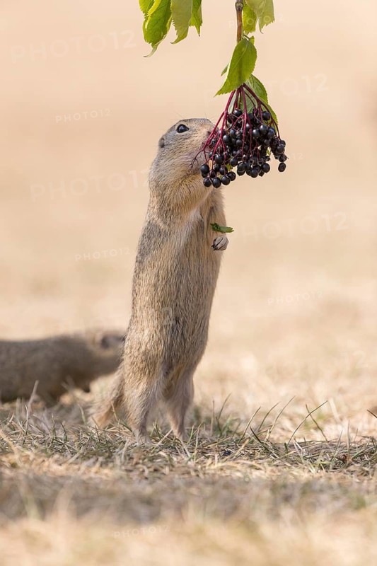 One European ground squirrel (Spermophilus citellus) or European souslik standing erected in dry grass and trying to catch some berries of European dwarf elder (Sambucus ebulus)