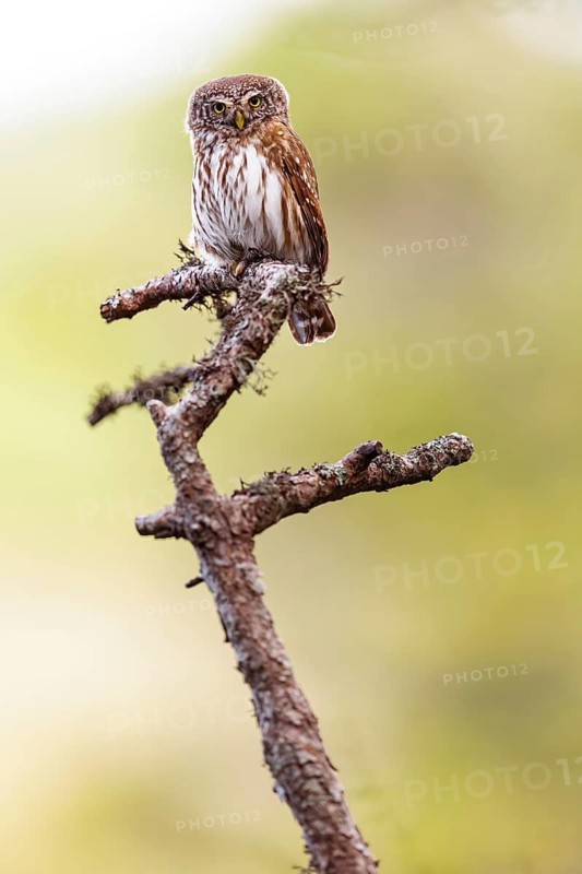 Pygmy owl (Glaucidium passerinum), Luce, Mountain area, Luce, Styria, Slovenia