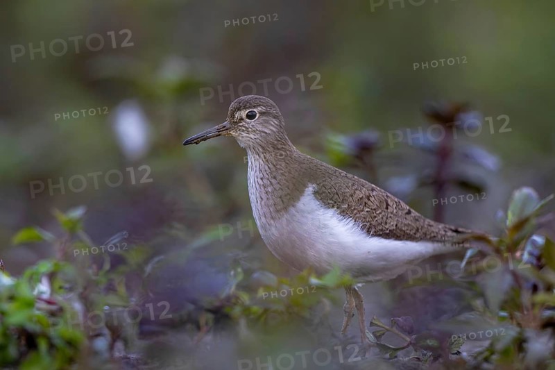 Common Sandpiper (Actitis hypoleucos), North Rhine-Westphalia, Germany